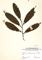 藏品(臺灣山茶)的圖片